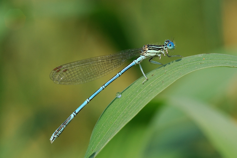 Erythromma lindenii.jpg